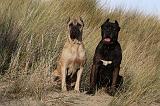 CANE CORSO 834